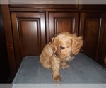 Small Photo #5 Cavalier King Charles Spaniel Puppy For Sale in HOWLAND, OH, USA