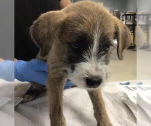 Mutt Dogs for adoption in Riverside, CA, USA