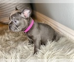 Small Photo #2 French Bulldog Puppy For Sale in HOLLISTER, CA, USA