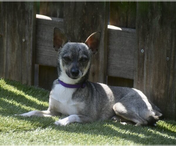 Medium Photo #5 Chihuahua Puppy For Sale in Sarasota, FL, USA