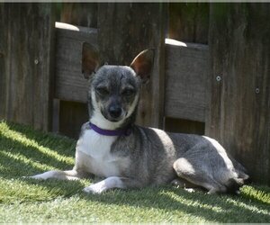 Ryan - Male Chihuahua Dog for Adoption - Photo #5