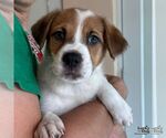 Small Labrador Retriever Mix