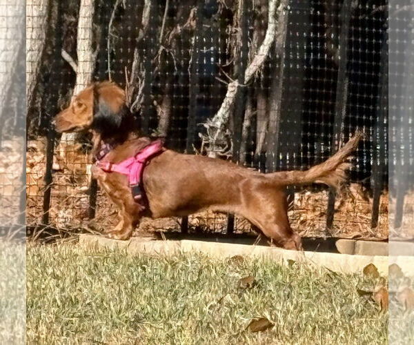 Medium Photo #19 Dachshund Puppy For Sale in Shelbyville, TN, USA