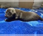Small Photo #3 Labrador Retriever Puppy For Sale in BROOKLYN, CT, USA