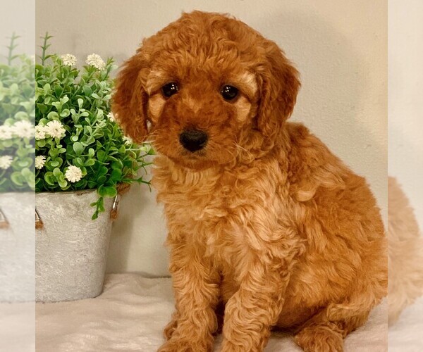 Medium Photo #1 Goldendoodle-Poodle (Miniature) Mix Puppy For Sale in NEWPORT, PA, USA