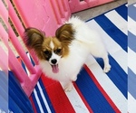 Small #1 Papillon