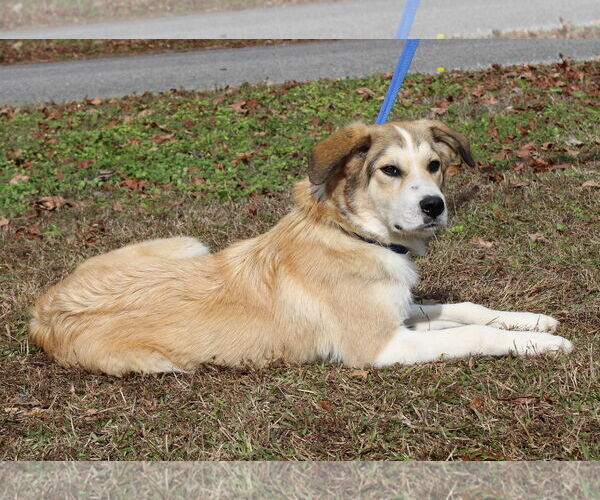 Medium Photo #3 Great Pyrenees-Unknown Mix Puppy For Sale in Prattville, AL, USA