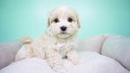 Small Photo #11 Maltipoo Puppy For Sale in LA MIRADA, CA, USA