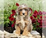 Small #3 Goldendoodle (Miniature)