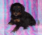 black phantom - Female Miniature Labradoodle Puppy for Sale - Small photo