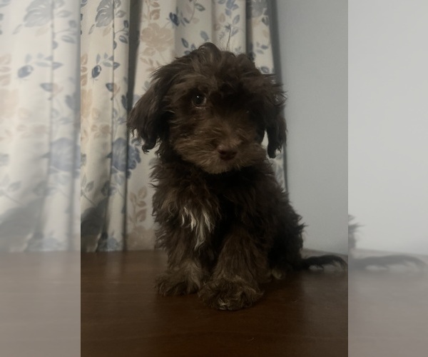 Medium Photo #50 Havanese Puppy For Sale in DURHAM, CT, USA