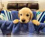 Puppy Male B5 Golden Retriever