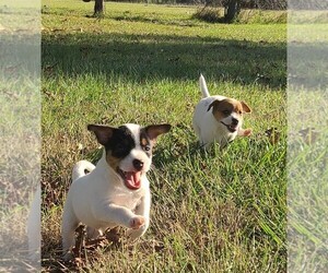 Jack Russell Terrier Litter for sale in REDFIELD, KS, USA