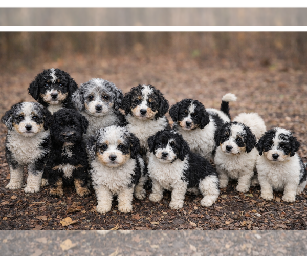Medium Photo #1 Bernedoodle Puppy For Sale in GREENWOOD, IN, USA