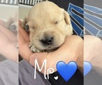Small Photo #29 Golden Retriever Puppy For Sale in EXTON, PA, USA