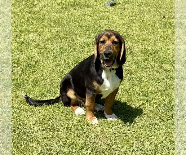 Medium Photo #2 Beagle-German Shepherd Dog Mix Puppy For Sale in Texarkana, TX, USA