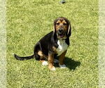 Small #1 Beagle-German Shepherd Dog Mix