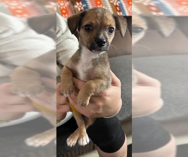 Medium Photo #1 Chiweenie Puppy For Sale in Los Angeles, CA, USA