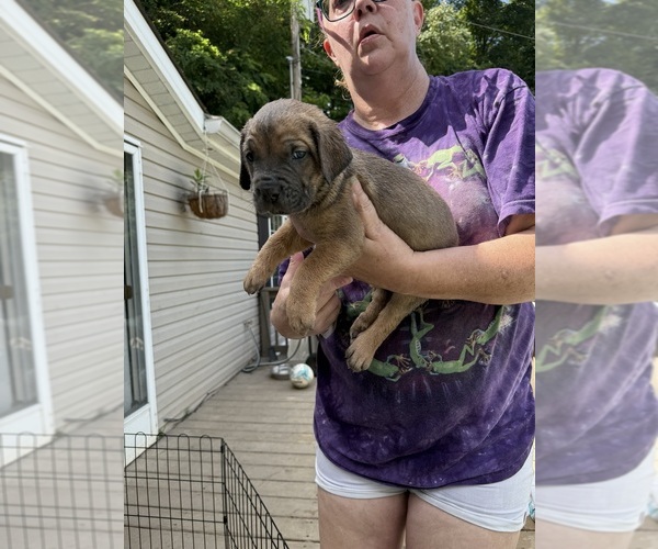 Medium Photo #1 Cane Corso Puppy For Sale in NEW TAZEWELL, TN, USA
