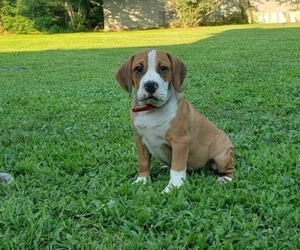 Beabull Puppy for sale in SHELBYVILLE, IN, USA