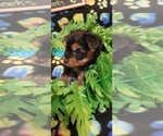 Small Photo #83 Yorkshire Terrier Puppy For Sale in AKRON, OH, USA