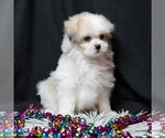 Small #3 Maltipom