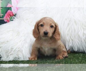 Dachshund Puppy for sale in MARIETTA, GA, USA