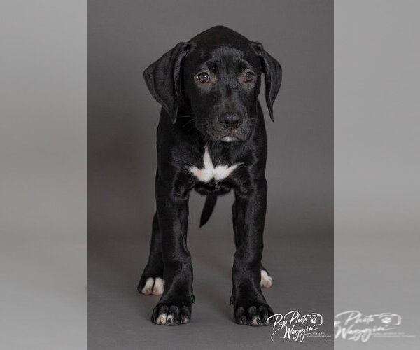 Medium Photo #2 Labrador Retriever-Unknown Mix Puppy For Sale in Claremore, OK, USA