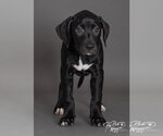 Small #1 Labrador Retriever Mix