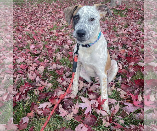 Medium Photo #16 American Staffordshire Terrier-Boxer Mix Puppy For Sale in Huntley, IL, USA