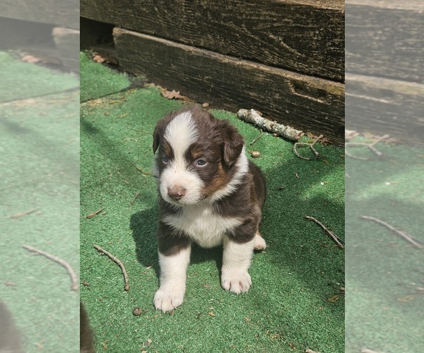 Medium Photo #8 Australian Shepherd Puppy For Sale in NELSON, VA, USA