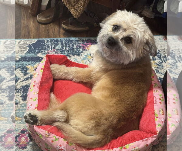 Medium Photo #2 Mutt Puppy For Sale in Spring Lake, NC, USA