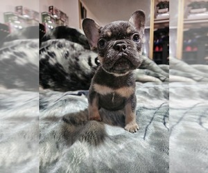 French Bulldog Puppy for sale in WEST COVINA, CA, USA