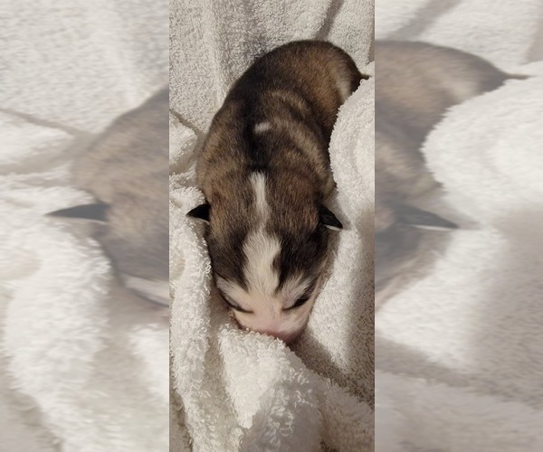 Medium Photo #1 Alaskan Malamute Puppy For Sale in BROOTEN, MN, USA