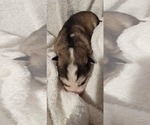 Puppy Iris Alaskan Malamute