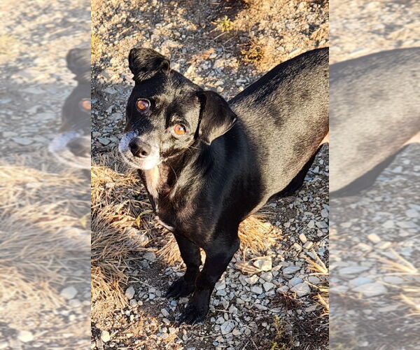 Medium Photo #1 Mutt Puppy For Sale in Walnutport, PA, USA