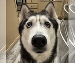 Small #2 Siberian Husky