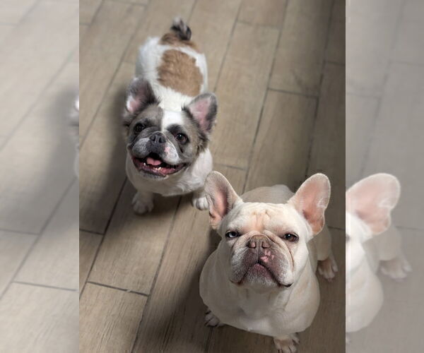 Medium Photo #3 French Bulldog Puppy For Sale in HESPERIA, CA, USA