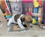 Small #6 Dachshund