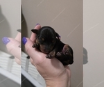 Small Miniature Pinscher