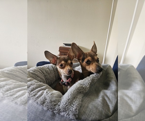 Medium Photo #1 Chihuahua Puppy For Sale in KANKAKEE, IL, USA
