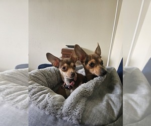 Chihuahua Puppy for sale in KANKAKEE, IL, USA