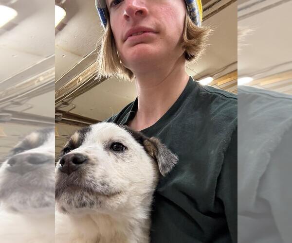 Medium Photo #2 Mutt Puppy For Sale in Calgary, Alberta, Canada