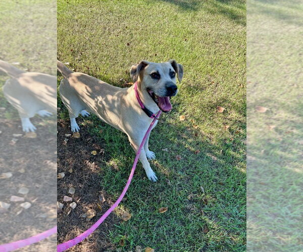 Medium Photo #2 Labrador Retriever-Unknown Mix Puppy For Sale in Monticello, MS, USA