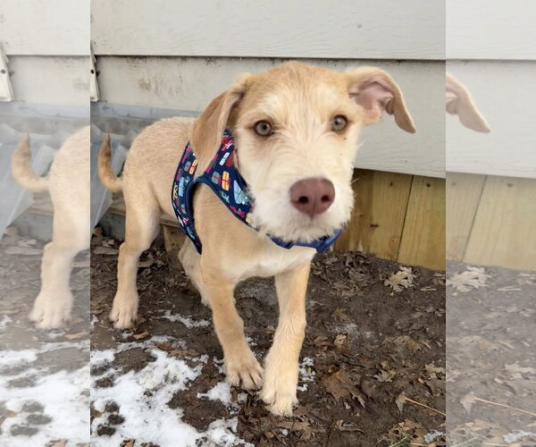 Medium Photo #7 Staffordshire Bull Terrier-Unknown Mix Puppy For Sale in Princeton, MN, USA