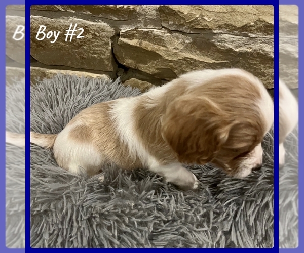 Medium Photo #7 Cavapoo Puppy For Sale in EL RENO, OK, USA