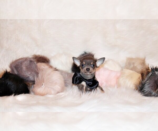 Medium Photo #15 Chihuahua Puppy For Sale in CHARLESTON, AR, USA