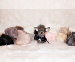 Small Photo #15 Chihuahua Puppy For Sale in CHARLESTON, AR, USA