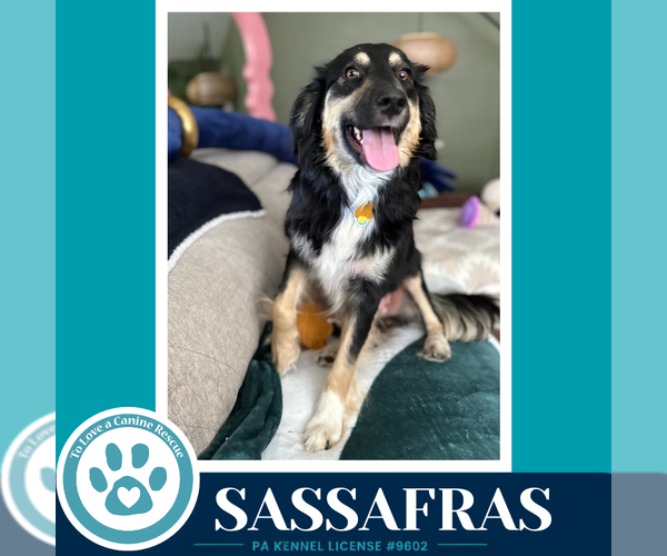 Medium Photo #4 English Shepherd Puppy For Sale in Kimberton, PA, USA