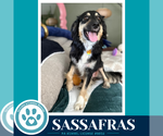 Small Photo #4 English Shepherd Puppy For Sale in Kimberton, PA, USA